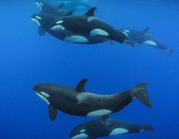 Swim With Dolphin